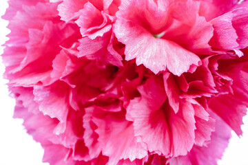Obraz premium A closeup shot of a beautiful pink flower with a white background