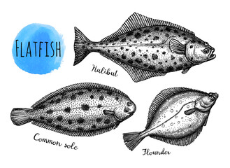 Ink sketch of flatfish © alhontess