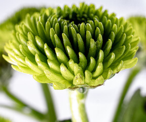 A closeup shot of a green Chrysanthemum flower in a white background