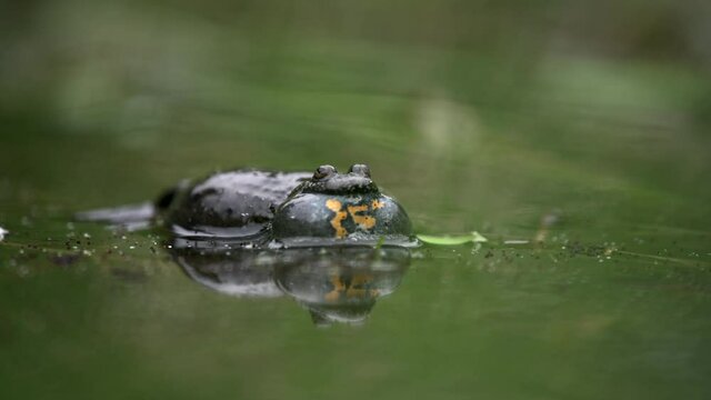 The male European fire-bellied toad looks for female to breed while making sounds. It floats on the surface of a small pond and inflates the abdomen. Green plants are around.