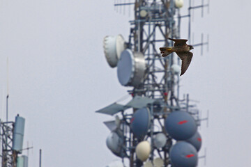 
peregrine falcon