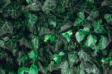 Green leaves of a plant as a background