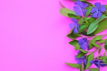 periwinkle on a pink background. Place for advertising. Violet flowers and a place for an inscription or a congratulation. March 8. Wildflowers