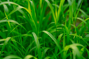 Thin leaves of a growing plant