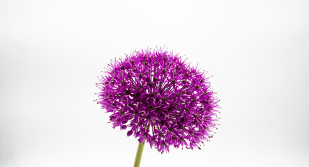 A closeup shot of purple allium flower head