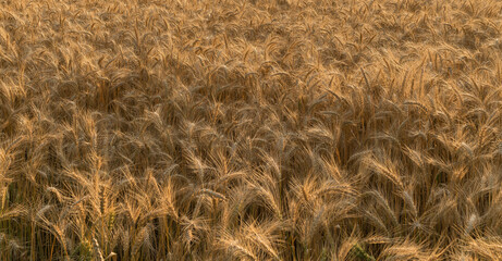 close-up of barley ears of golden cereal field, natural nature background in yellow