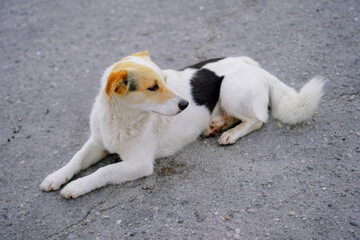 Homeless dog lies on the street.