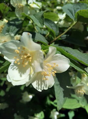 jasmin flower