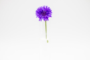 A macro shot of a purple coneflower or echinacea  isolated on a white background in a glass vase