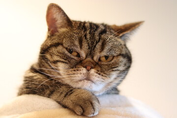 キリっとした目つきの猫アメリカンショートヘア