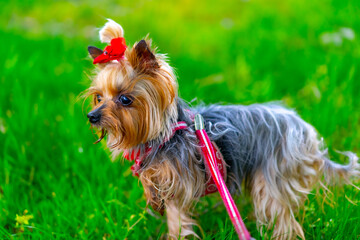 Yorkshire Terrier on a leash on a background of grass