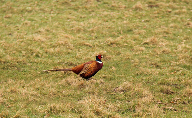 A Male Pheasant Bird Standing in a Grass Meadow.