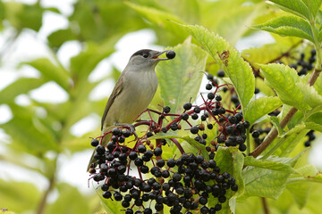 blue tit on branch