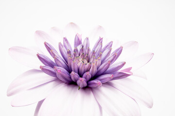A macro shot of a purple Osteospermum or African daisy isolated on a white background