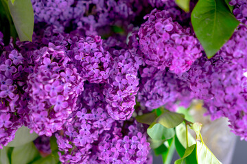 Branches of a blossoming lilac with leaves