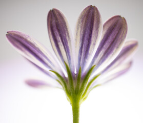 A macro shot of a purple Osteospermum or African daisy isolated on a white background