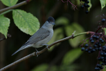 blue tit on branch