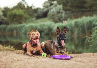 on the lake malinois and pitbull happy dogs