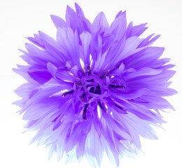 A macro shot of a purple coneflower or echinacea  isolated on a white background in a glass vase