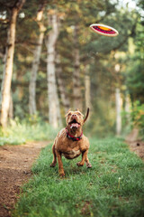 Dog jumps after toy pitbull in forest