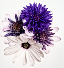 Purple flowers in a bud vase against a white background 