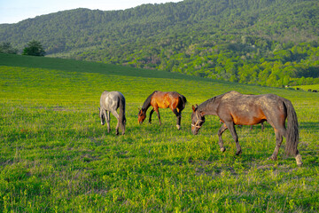 Horses graze in the mountains in summer