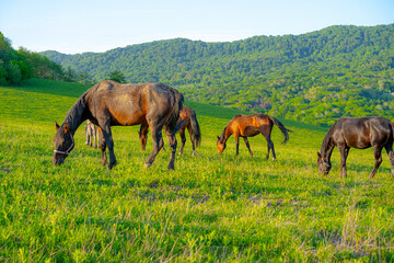 Fototapeta na wymiar Horses graze in the mountains in summer