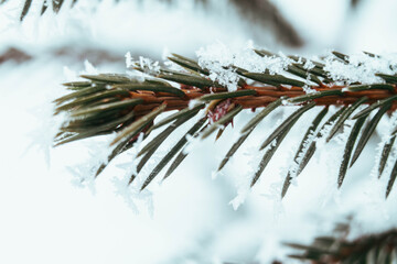 Naklejka na ściany i meble A branch of prickly spruce to create a Christmas, new year mood. Winter, snow, frost on the needles of the pine. Nature is decorated, Christmas time. Background.