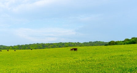 Cows grazing in the meadow