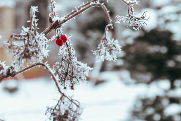 Macro. Beautiful red berries frozen in the cold in winter. Frost. Christmas wonderful background.