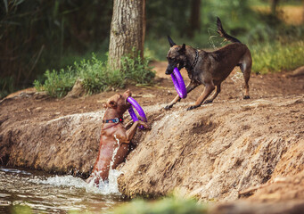 malinois and pitbull dogs swimming i lake with toys