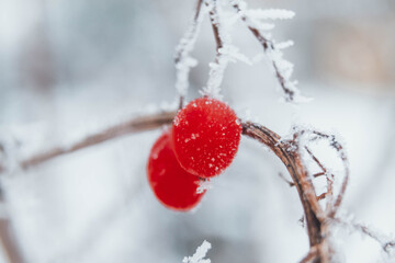 Red berries of the viburnum Bush hang in winter on branches covered with white frost. Winter, frost.