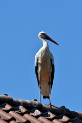 storch auf einem hausdach