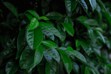 Leaves of a growing lemon tree