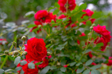 Obraz premium Blooming red rose bush buds