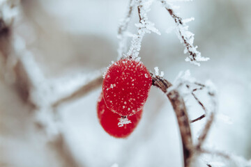 Macro. Beautiful red berries frozen in the cold in winter. Frost. Christmas wonderful background.