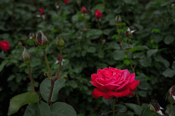 Red roses growing in the ground