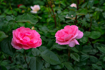 Pink roses growing in the ground