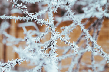 White prickly sharp frosty frost on the branches of trees. Winter day. Background.