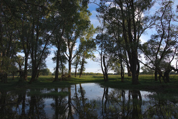 Obraz premium blue quiet lake surrounded by forest, reflections, warm summer weather, blue sky, perfect composition, very beautiful landscape