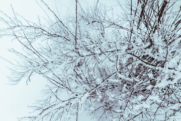 Frosty white ornaments made of snow on the branches of trees. The frost on the bushes and plants. Wonderful beautiful winter weather. Frosty background.