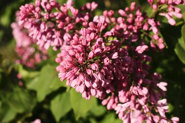 Fototapeta premium Beautiful purple lilac in the summer garden