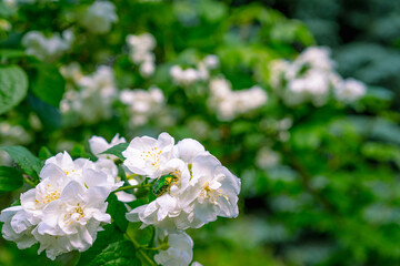 Growing Jasmine Tree with Flowers
