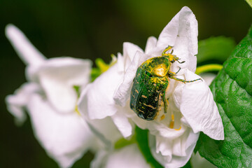 Chafer beetle sits on jasmine flowers