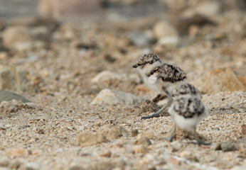 Kentish Plover chicks at Busaiteen coast, Bahrain