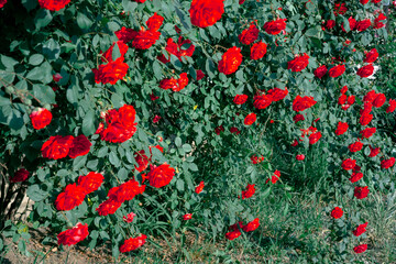 Flowering bush of red rose