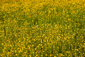 meadow with a lot of yellow wildflowers, buttercup