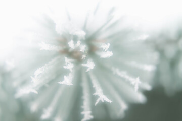 Fototapeta premium The branches of the spruce are covered with white prickly frost. Close-up of natural Christmas tree needles. Background. Winter.