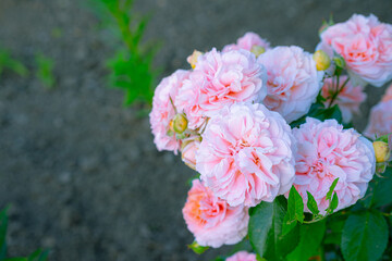 Pink roses growing in the ground