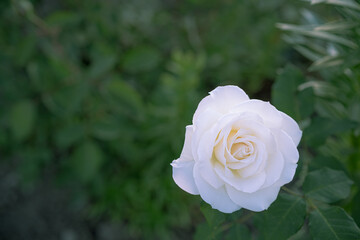 White rose growing in the ground